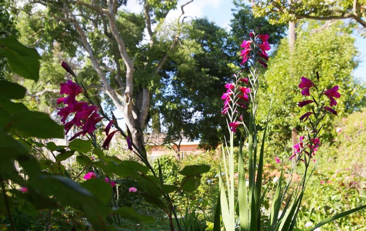 Garden House In Corfu Corfu (city) Exterior foto